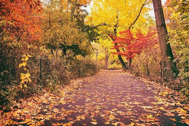 Central Park Autumn by Vivienne Gucwa on Flickr
